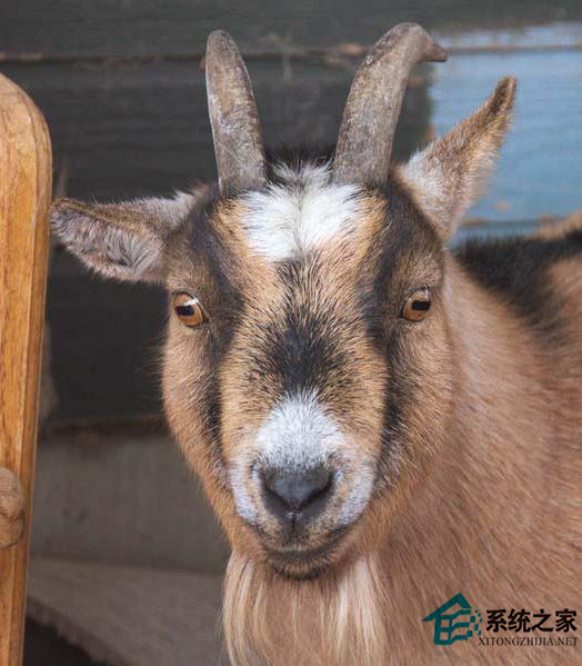 Krita软件在Linux系统中的使用教程