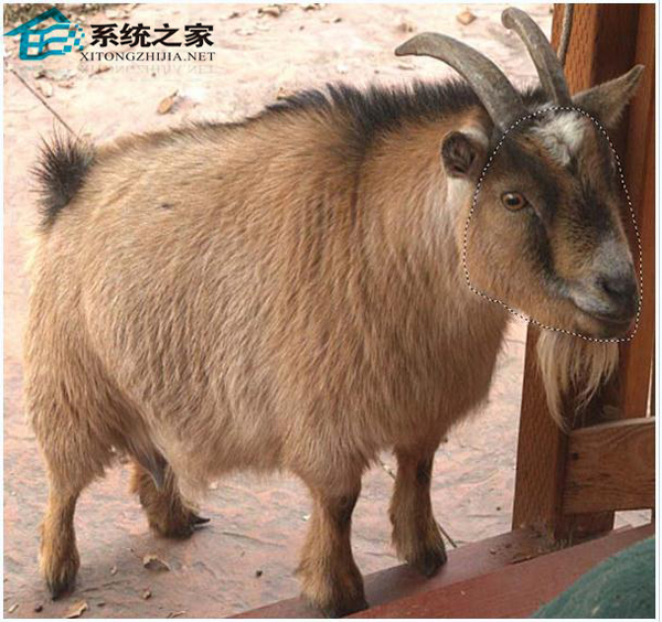 Krita软件在Linux系统中的使用教程