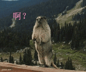 暴走大事件熊叫表情包 gif动态图