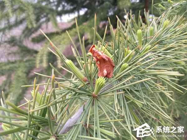 坚果3怎么样好用吗?锤子坚果3手机深度全面评