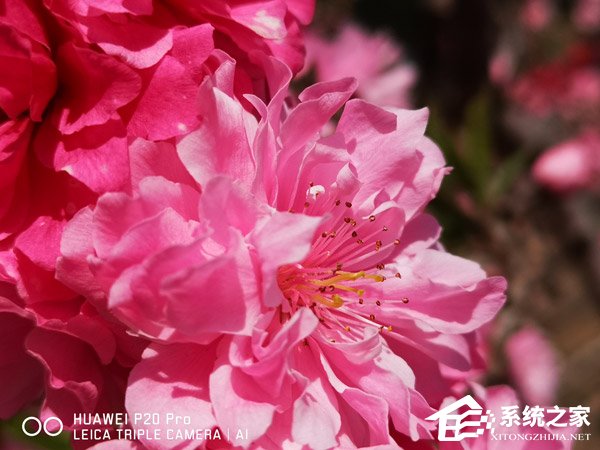 华为P20 Pro拍照怎么样?华为P20 Pro拍照实测
