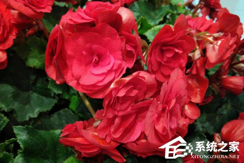 红魔游戏手机好不好?红魔游戏手机全面评测