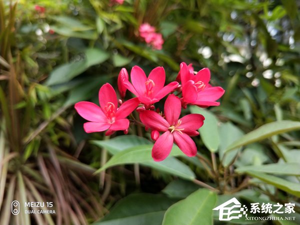 买魅族15还是努比亚Z18mini?努比亚Z18mini和