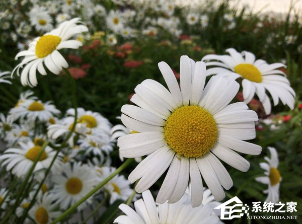 荣耀畅玩7好不好?华为荣耀畅玩7体验评测