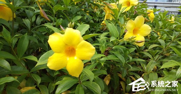 华为畅享8e青春版好不好?华为畅享8e青春版体