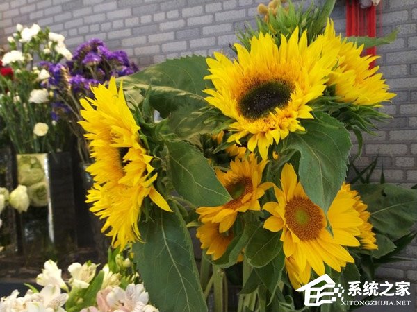 Galaxy S轻奢版怎么样?Galaxy S轻奢版手机评测