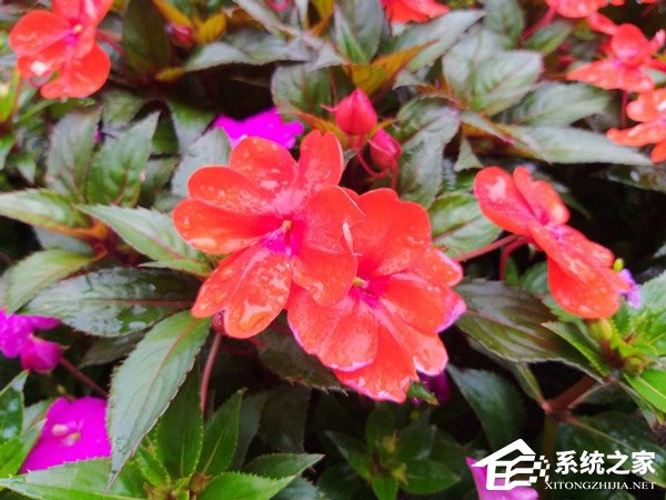 Galaxy S轻奢版怎么样?Galaxy S轻奢版手机评测