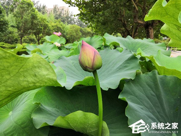 荣耀Note 10好不好?荣耀Note 10手机评测