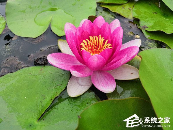 荣耀Note 10好不好?荣耀Note 10手机评测