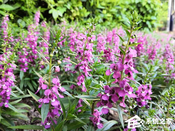 荣耀Note 10好用吗?荣耀Note 10深度全面评测
