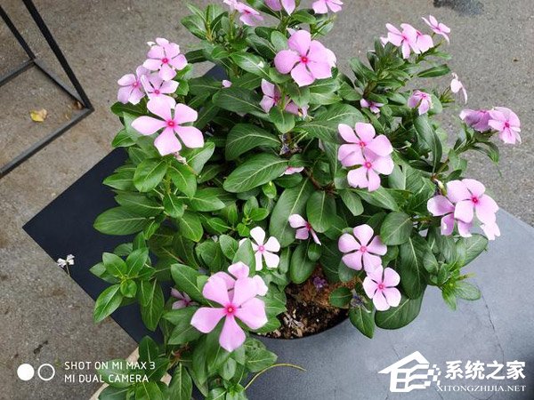 荣耀Note 10和小米Max 3哪个好?小米Max 3和荣耀Note 10对比评测