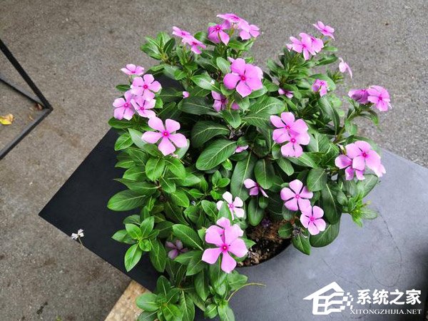 荣耀Note 10和小米Max 3哪个好?小米Max 3和荣耀Note 10对比评测