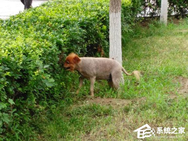 中兴Blade V9好不好?中兴Blade V9手机上手评测