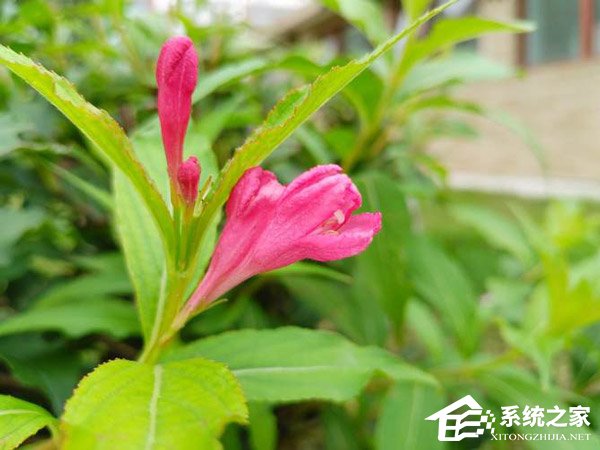 中兴Blade V9好不好?中兴Blade V9手机上手评测