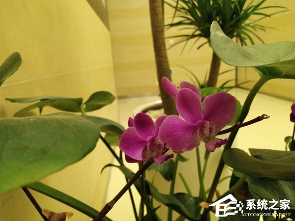 荣耀8X Max怎么样?荣耀8X Max综合评测