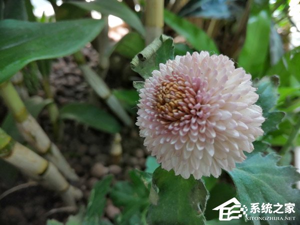 荣耀8X好不好?荣耀8X手机评测