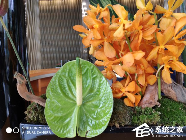 买荣耀8X还是小米8 SE?小米8 SE和荣耀8X对比评测