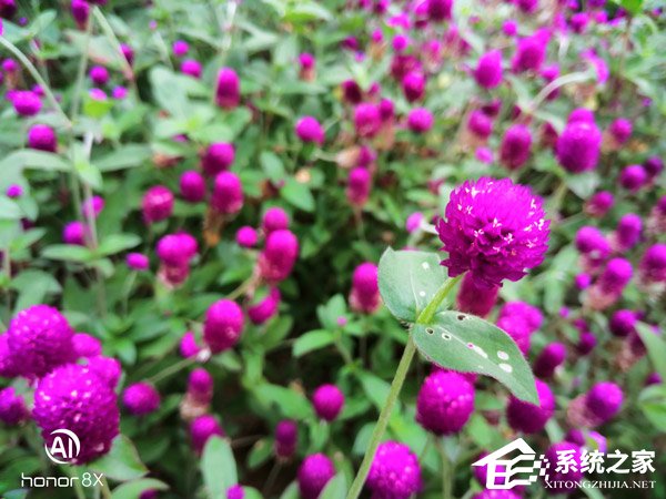 买荣耀8X还是小米8 SE?小米8 SE和荣耀8X对比评测