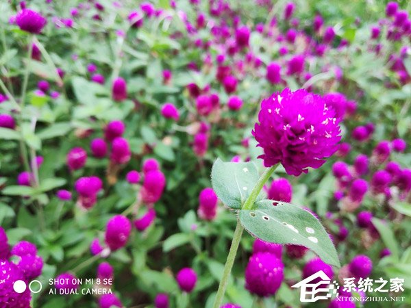 买荣耀8X还是小米8 SE?小米8 SE和荣耀8X对比评测