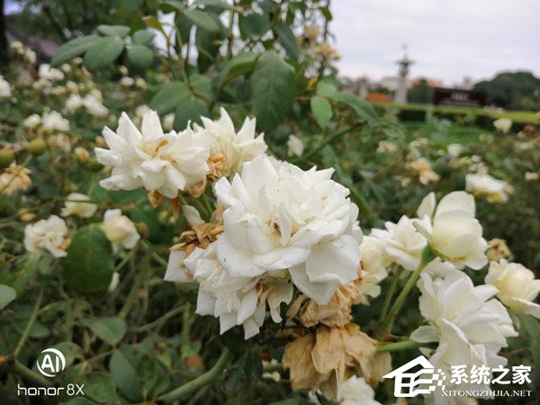 荣耀8X拍照好用吗?华为荣耀8X拍照性能实测