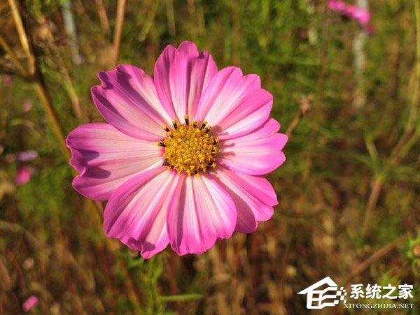荣耀畅玩8C怎么样?荣耀畅玩8C体验评测