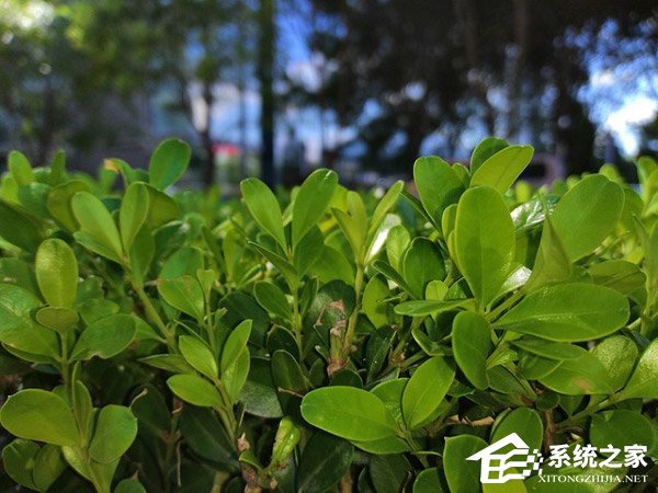 荣耀畅玩8C好不好?荣耀畅玩8C手机评测