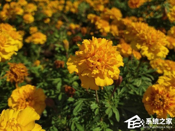 荣耀畅玩8C好不好?荣耀畅玩8C手机评测