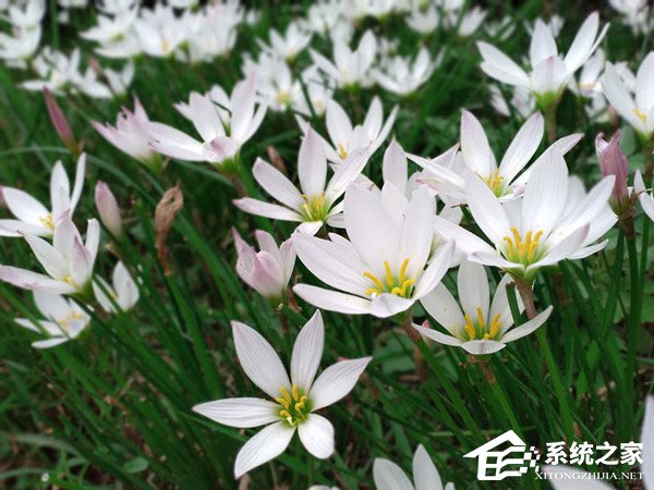 荣耀畅玩8C值不值得买?荣耀畅玩8C上手评测