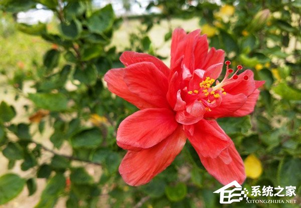 OPPO K1好不好?OPPO K1手机体验评测