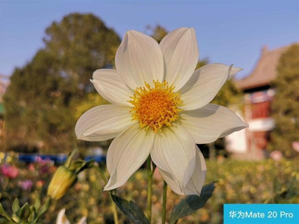 买华为Mate20 Pro还是iPhone Xs?苹果Xs和华