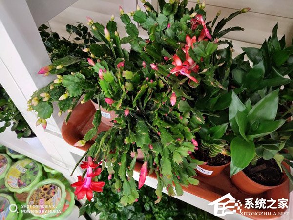 努比亚X好不好?努比亚X手机评测