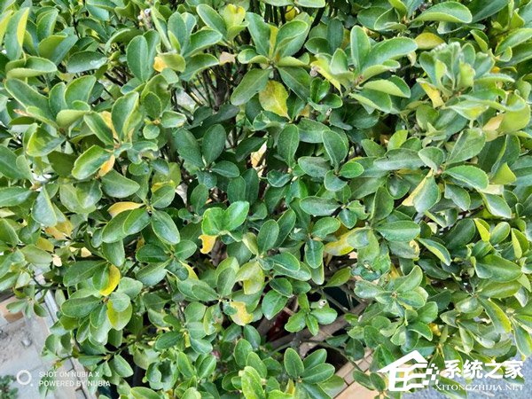 努比亚X好不好?努比亚X手机评测