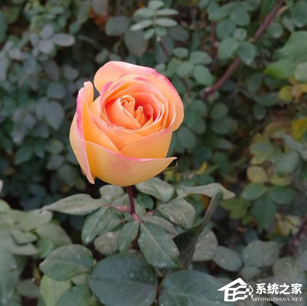 红魔Mars电竞手机好不好?红魔Mars电竞手机体验评测