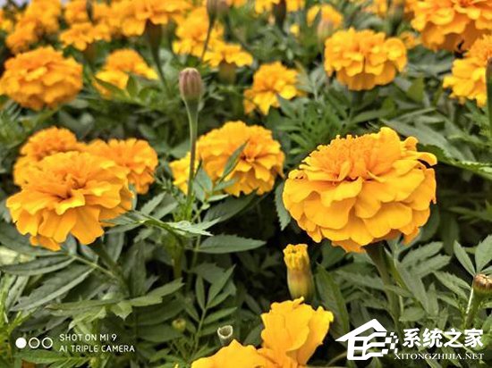 小米9和荣耀V20哪个好?荣耀V20和小米9对比