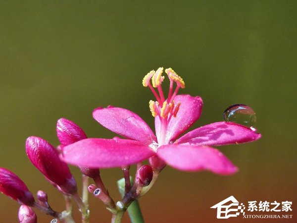 华为P30 Pro拍照好用吗?华为P30 Pro相机评测