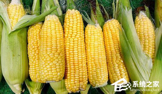 EFSA：转基因玉米与常规玉米同等安全”