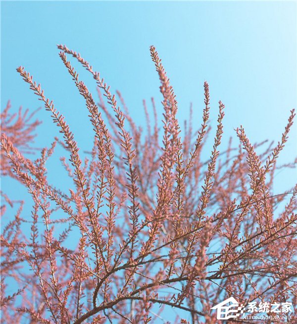 22400g能量!蚂蚁森林上线新树种“红柳””