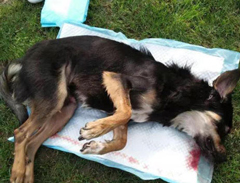 С������԰�������ϴ��� ԭ��Ȼֻ����Ϊһ������