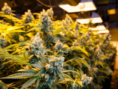 ���ǰ�����΢�����Ƽ���ƽ̨��ֲ�Ϸ�����