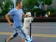 ��ĦҮ��綯ƽ�⳵���֡����ˡ���������������