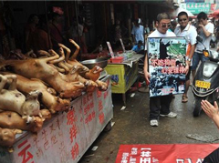 �������ڷ��Թ���ڣ�����ɱ�򹷡��غڲ�ҵ��