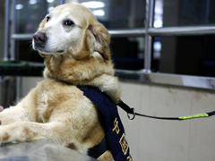 ��籦�ﰵ�ر��� ���ɱ���28.438����