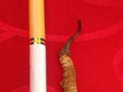 ��ϲ������ΰ�硱Խ��Խ�٣���Ϊ��ժ����̫����