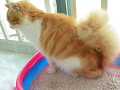 �ȴ��׻�����������ˮ�ֻ���������èɰ