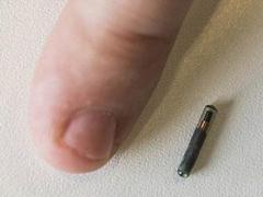 ��̭Ա������һ�ұ���ʱ��ҵΪԱ��ֲ��оƬ