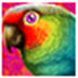 PolyView 4.27 ر