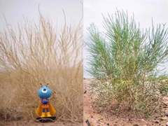 ֧��������ɭ��һ���� �����ֵ�����ô���ˣ�