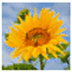 QuickHDR(HDRƬ) V1.0 ɫİ
