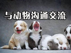 ���﷭�������ĸ��ã�2018���﷭�������Ƽ�