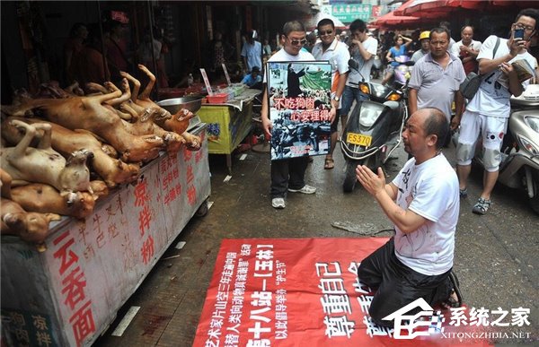 六成民众反对狗肉节,"日杀万狗"藏黑产业链